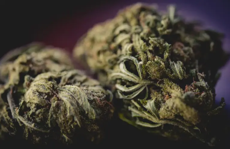 Indica vs. Sativa vs. Hybrid: What’s the Difference?