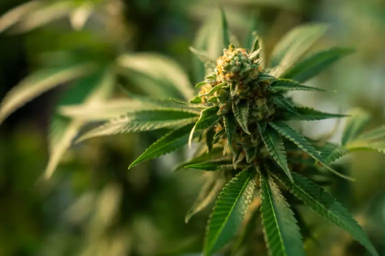 Green Wednesday & Danksgiving on Staten Island With Clouditude